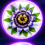 Ilustração de Passiflora